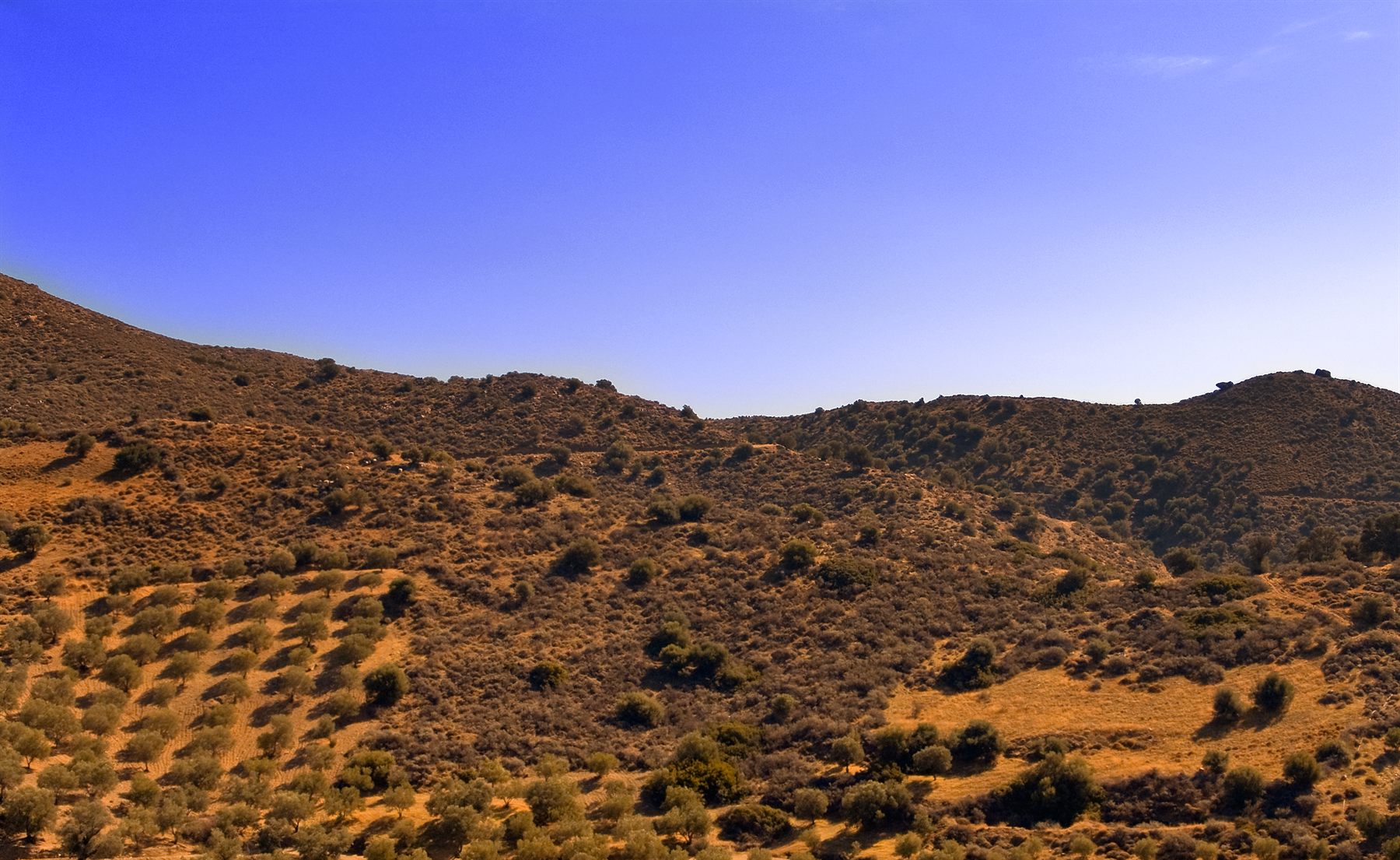 Hillside Olive fields