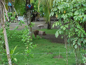 Pig in Costa Rica