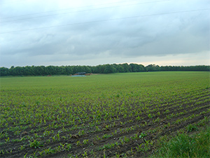Field in Denmark
