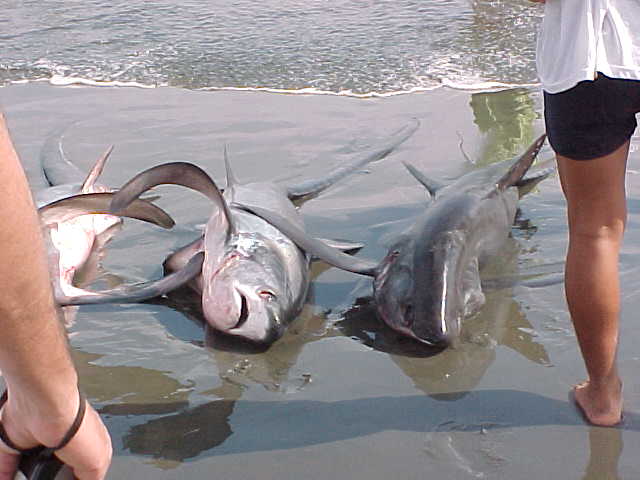 Catch of the day, Ecuador